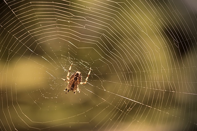web