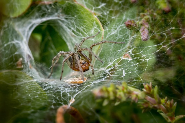 web