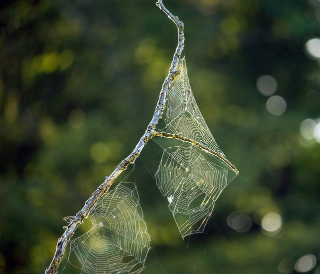 web