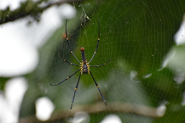 web