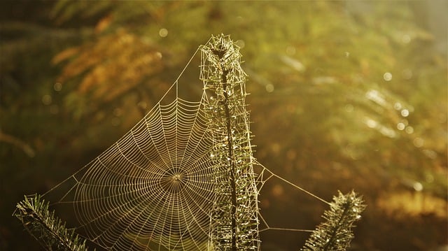 web